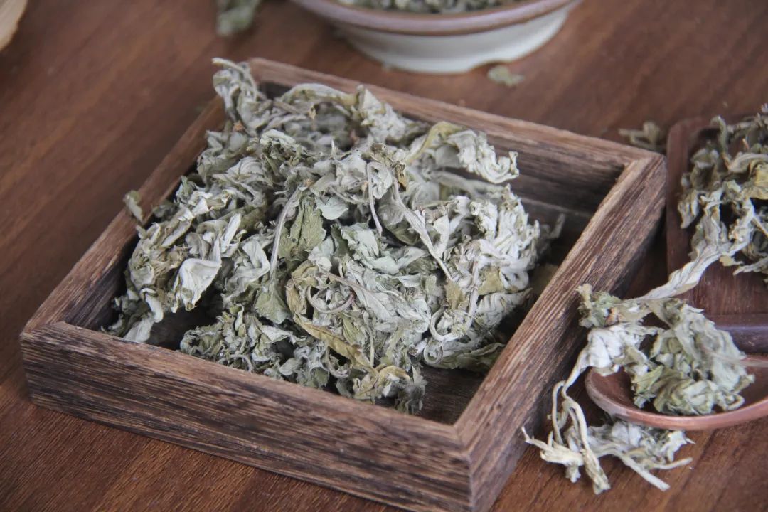 瑞龍中藥大講堂|河南道地藥材艾葉